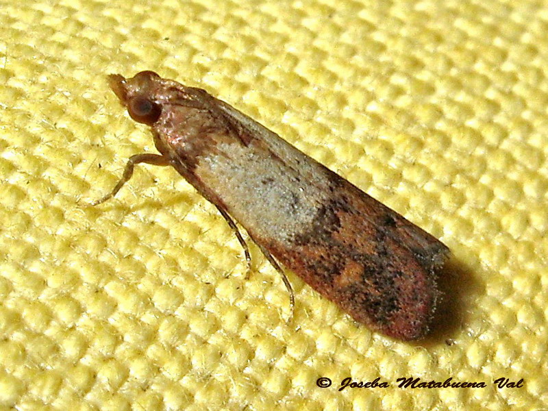 Plodia interpunctella  - Pyralidae